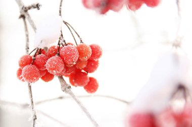 Kar altında kışın donmuş viburnum. Karda Viburnum var. Kırmızı çilek. Harika bir kış. Hoarfrost
