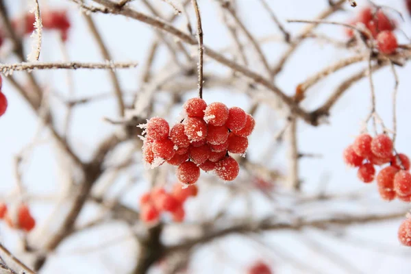 Viburnum Gelé Hiver Sous Neige Viburnum Dans Neige Des Baies — Photo