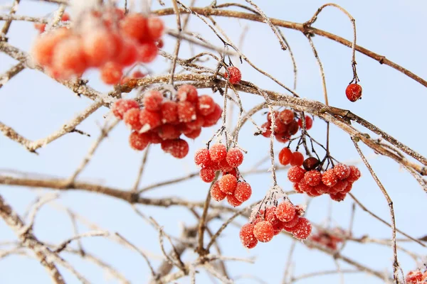 Зимний Замороженный Вибурнум Снегом Вибурнум Снегу Красные Ягоды Чудесная Зима — стоковое фото