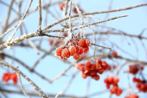 Inverno Congelado Viburnum Sob Neve Viburnum Neve Bagas Vermelhas Maravilhoso — Fotografia de Stock