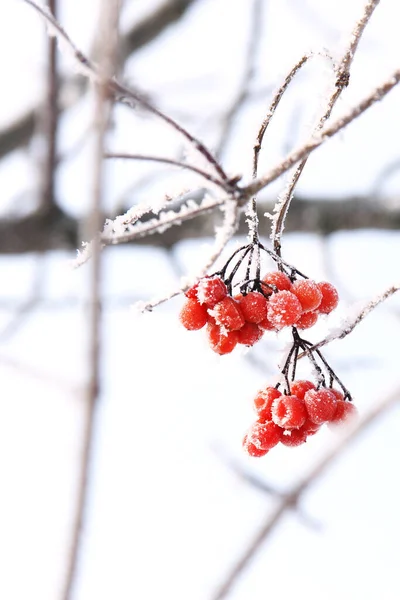 雪の下で冬の冷凍ビブラム 雪の中のビブラム 赤い果実 素晴らしい冬だ ハロフロスト — ストック写真