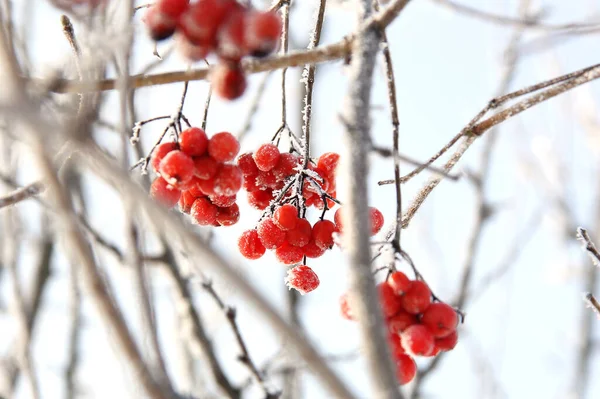 Winter Gefrorenes Viburnum Unter Dem Schnee Viburnum Schnee Rote Beeren — Stockfoto