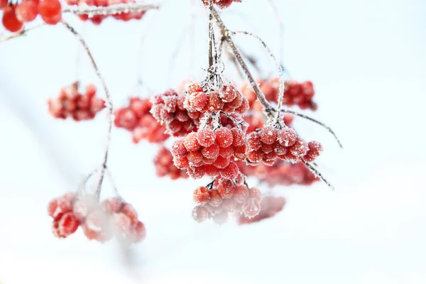 Winter Bevroren Viburnum Onder Sneeuw Viburnum Sneeuw Rode Bessen Prachtige — Stockfoto