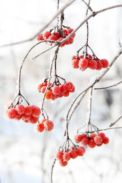 雪の下で冬の冷凍ビブラム 雪の中のビブラム 赤い果実 素晴らしい冬だ ハロフロスト — ストック写真