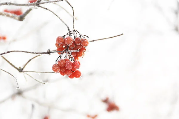 冬日冰冻的冬眠在雪地下 在雪地里的Viburnum红色浆果 很好的冬天霜冻 — 图库照片