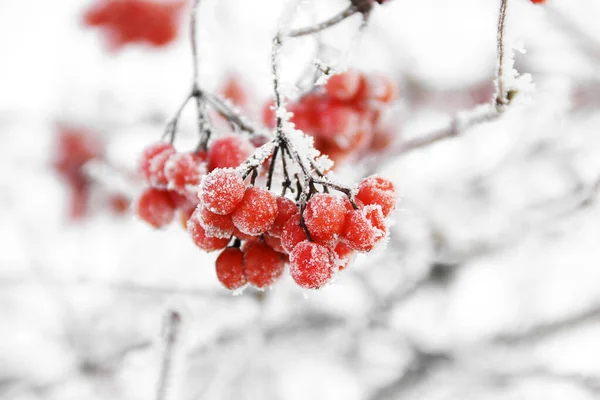 Πάγωμα Χειμώνα Viburnum Κάτω Από Χιόνι Viburnum Στο Χιόνι Κόκκινα — Φωτογραφία Αρχείου