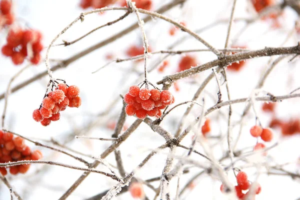 Viburno Ghiacciato Invernale Sotto Neve Viburno Nella Neve Bacche Rosse — Foto Stock