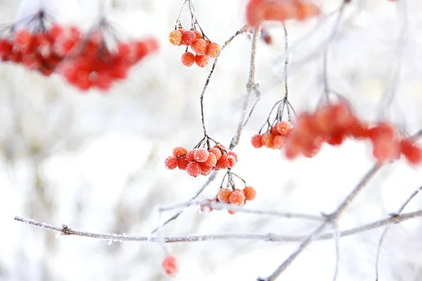 Viburno Ghiacciato Invernale Sotto Neve Viburno Nella Neve Bacche Rosse — Foto Stock