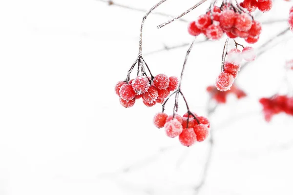 Viburno Ghiacciato Invernale Sotto Neve Viburno Nella Neve Bacche Rosse — Foto Stock