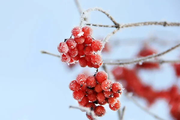 Viburno Congelado Invierno Bajo Nieve Viburnum Nieve Bayas Rojas Invierno —  Fotos de Stock