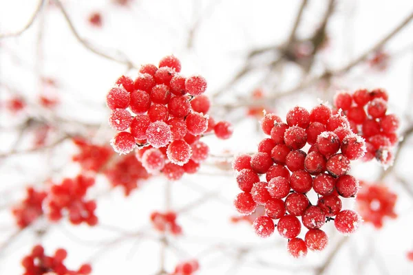 Viburno Ghiacciato Invernale Sotto Neve Viburno Nella Neve Bacche Rosse — Foto Stock