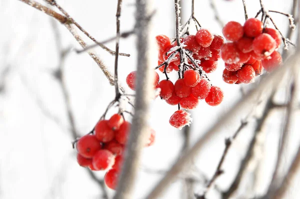 Kar Altında Kışın Donmuş Viburnum Karda Viburnum Var Kırmızı Çilek — Stok fotoğraf