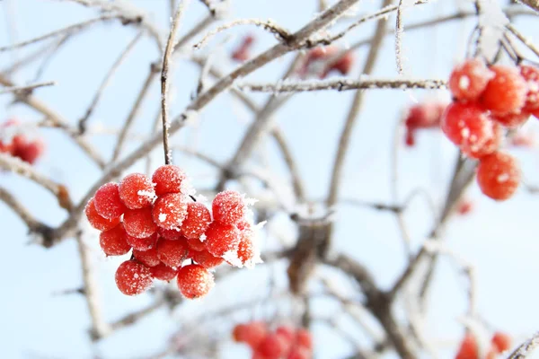 Viburno Ghiacciato Invernale Sotto Neve Viburno Nella Neve Bacche Rosse — Foto Stock