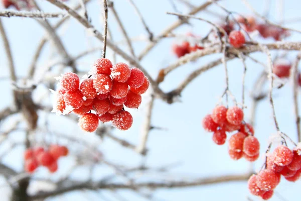 Winter Bevroren Viburnum Onder Sneeuw Viburnum Sneeuw Rode Bessen Prachtige — Stockfoto