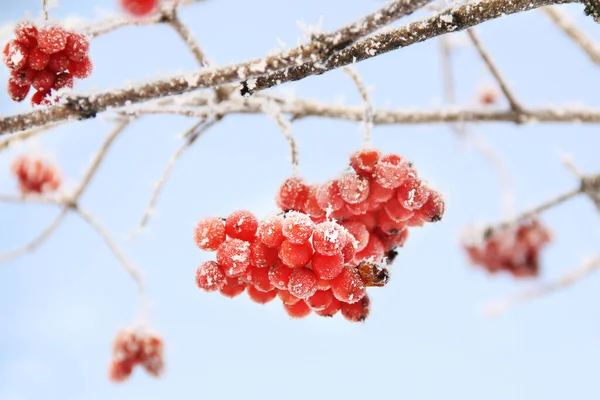 Winter Frozen Viburnum Snow Viburnum Snow Red Berries Wonderful Winter — Stock Photo, Image