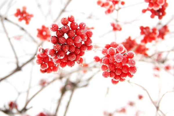 Πάγωμα Χειμώνα Viburnum Κάτω Από Χιόνι Viburnum Στο Χιόνι Κόκκινα — Φωτογραφία Αρχείου