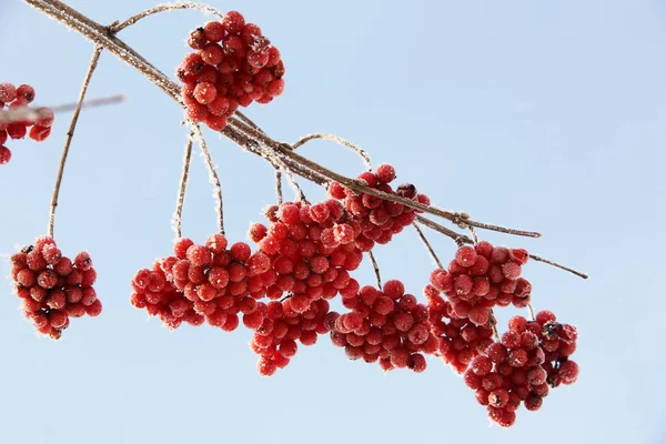 Πάγωμα Χειμώνα Viburnum Κάτω Από Χιόνι Viburnum Στο Χιόνι Κόκκινα — Φωτογραφία Αρχείου