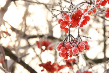 Kar altında kışın donmuş viburnum. Karda Viburnum var. Kırmızı çilek. Harika bir kış. Hoarfrost