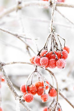 Kar altında kışın donmuş viburnum. Karda Viburnum var. Kırmızı çilek. Harika bir kış. Hoarfrost
