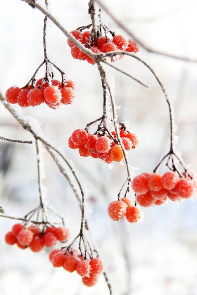 Inverno Congelado Viburnum Sob Neve Viburnum Neve Bagas Vermelhas Maravilhoso — Fotografia de Stock