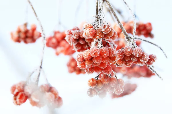 Kar Altında Kışın Donmuş Viburnum Karda Viburnum Var Kırmızı Çilek — Stok fotoğraf