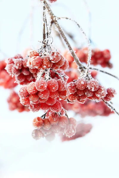 Winter Gefrorenes Viburnum Unter Dem Schnee Viburnum Schnee Rote Beeren — Stockfoto