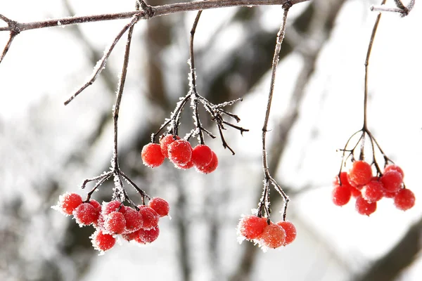 Kar Altında Kışın Donmuş Viburnum Karda Viburnum Var Kırmızı Çilek — Stok fotoğraf