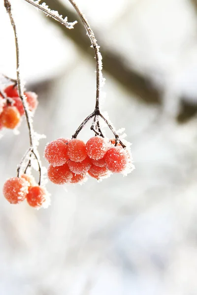 Πάγωμα Χειμώνα Viburnum Κάτω Από Χιόνι Viburnum Στο Χιόνι Κόκκινα — Φωτογραφία Αρχείου