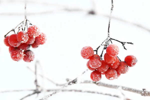 冬日冰冻的冬眠在雪地下 在雪地里的Viburnum红色浆果 很好的冬天霜冻 — 图库照片