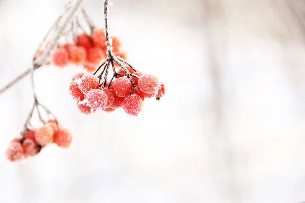 Πάγωμα Χειμώνα Viburnum Κάτω Από Χιόνι Viburnum Στο Χιόνι Κόκκινα — Φωτογραφία Αρχείου