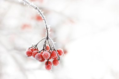 Kar altında kışın donmuş viburnum. Karda Viburnum var. Kırmızı çilek. Harika bir kış. Hoarfrost