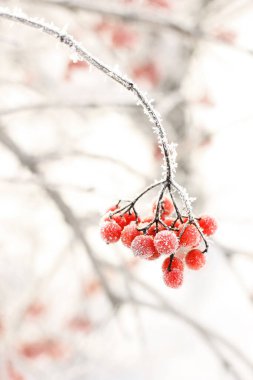 Kar altında kışın donmuş viburnum. Karda Viburnum var. Kırmızı çilek. Harika bir kış. Hoarfrost