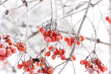 Kar altında kışın donmuş viburnum. Karda Viburnum var. Kırmızı çilek. Harika bir kış. Hoarfrost