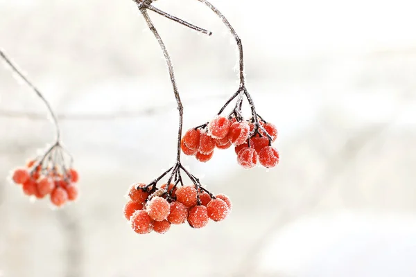 Winter Gefrorenes Viburnum Unter Dem Schnee Viburnum Schnee Rote Beeren — Stockfoto