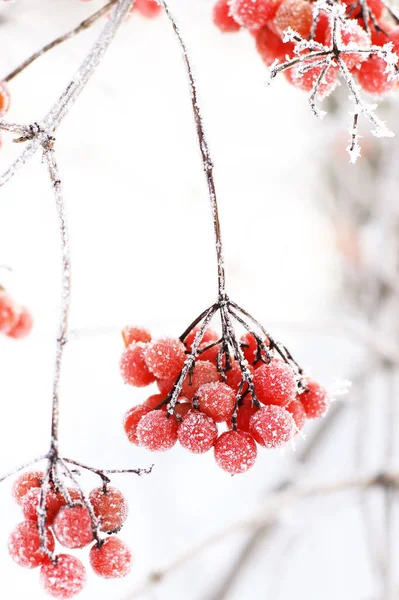 Inverno Congelado Viburnum Sob Neve Viburnum Neve Bagas Vermelhas Maravilhoso — Fotografia de Stock