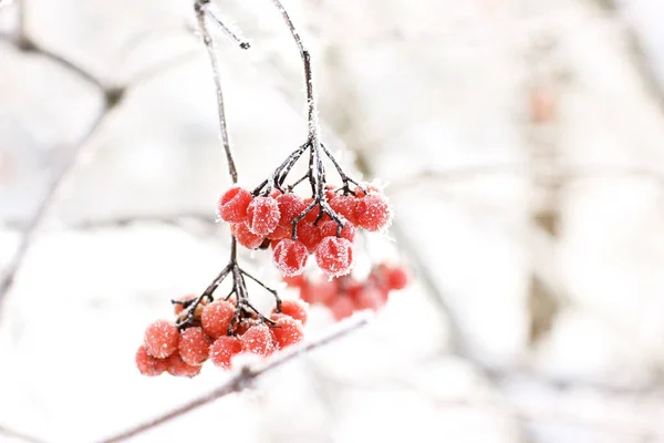 雪の下で冬の冷凍ビブラム 雪の中のビブラム 赤い果実 素晴らしい冬だ ハロフロスト — ストック写真