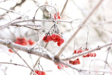 Kar altında kışın donmuş viburnum. Karda Viburnum var. Kırmızı çilek. Harika bir kış. Hoarfrost