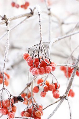 Kar altında kışın donmuş viburnum. Karda Viburnum var. Kırmızı çilek. Harika bir kış. Hoarfrost
