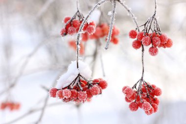 Kar altında kışın donmuş viburnum. Karda Viburnum var. Kırmızı çilek. Harika bir kış. Hoarfrost