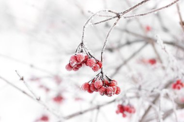 Kar altında kışın donmuş viburnum. Karda Viburnum var. Kırmızı çilek. Harika bir kış. Hoarfrost