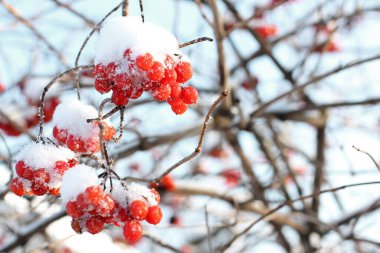 Kar altında kışın donmuş viburnum. Karda Viburnum var. Kırmızı çilek. Harika bir kış. Hoarfrost