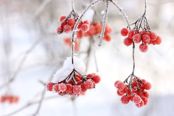 Πάγωμα Χειμώνα Viburnum Κάτω Από Χιόνι Viburnum Στο Χιόνι Κόκκινα — Φωτογραφία Αρχείου