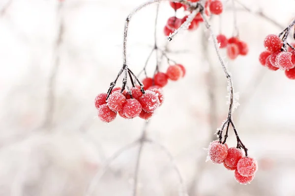 Winter Bevroren Viburnum Onder Sneeuw Viburnum Sneeuw Rode Bessen Prachtige — Stockfoto