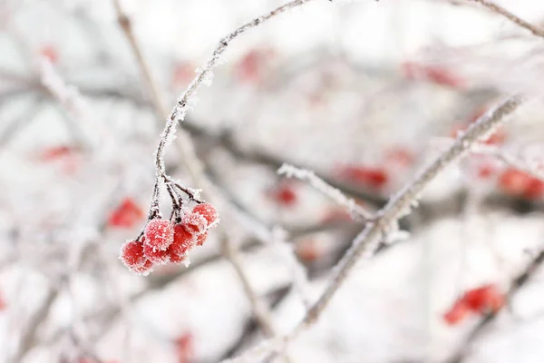 雪の下で冬の冷凍ビブラム 雪の中のビブラム 赤い果実 素晴らしい冬だ ハロフロスト — ストック写真
