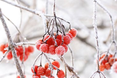 Kar altında kışın donmuş viburnum. Karda Viburnum var. Kırmızı çilek. Harika bir kış. Hoarfrost