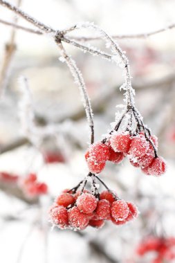 Kar altında kışın donmuş viburnum. Karda Viburnum var. Kırmızı çilek. Harika bir kış. Hoarfrost