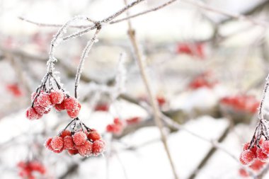 Kar altında kışın donmuş viburnum. Karda Viburnum var. Kırmızı çilek. Harika bir kış. Hoarfrost