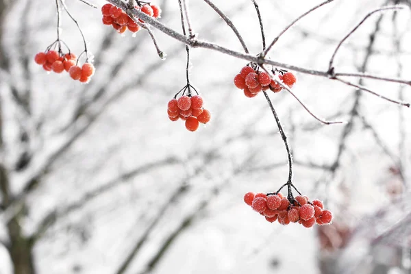 Kar Altında Kışın Donmuş Viburnum Karda Viburnum Var Kırmızı Çilek — Stok fotoğraf