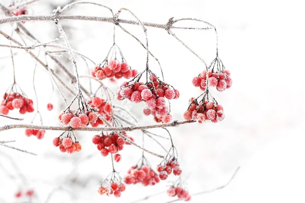 Inverno Congelado Viburnum Sob Neve Viburnum Neve Bagas Vermelhas Maravilhoso — Fotografia de Stock