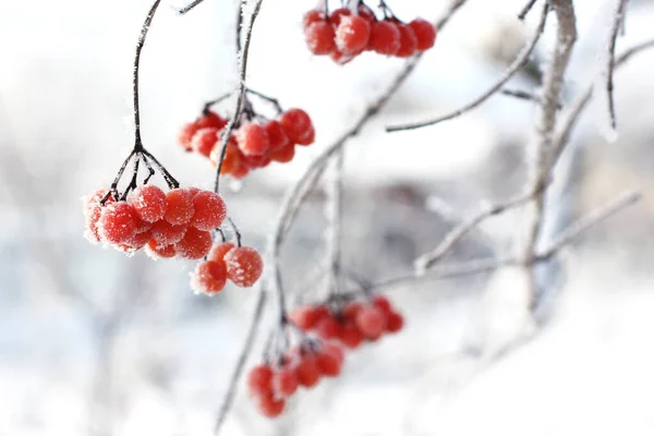 Vinteren Frosset Viburne Snøen Viburnum Snøen Røde Bær Vidunderlig Vinter – stockfoto